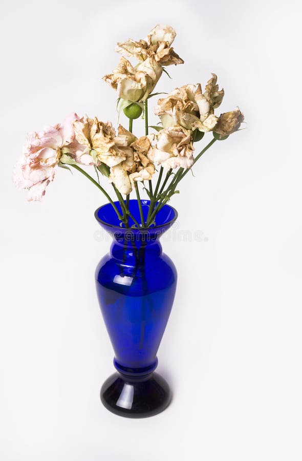 Dead Roses in Blue Vase on White Background Stock Photo Image of fade, flower 97844406