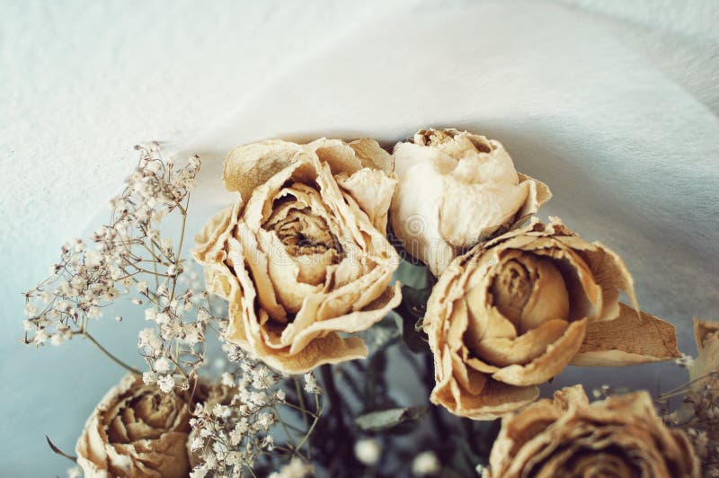 Dead Roses Bouquet stock photo. Image of dead, beautiful 34148438