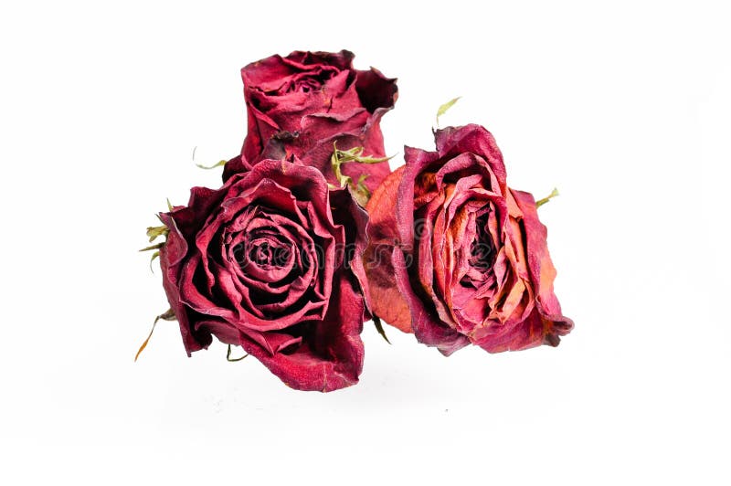 Dead Roses stock image. Image of roses, death, dried 51990677