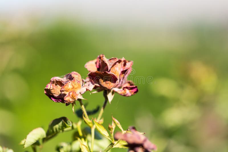 Dead Roses Still on the Bush Withered and Dried Stock Photo Image of