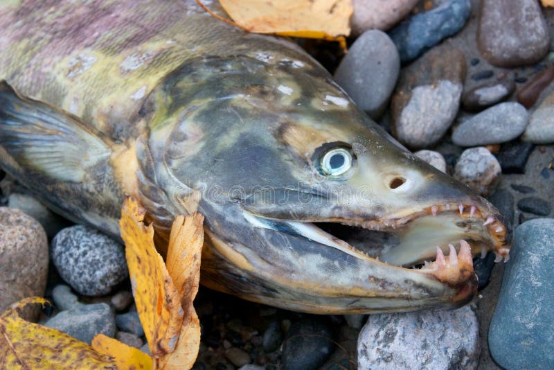 Dead Salmon with Sharp Teeth Stock Photo Image of alaska, united