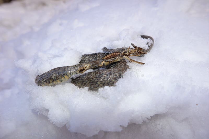 A Dead Snake Appears after Some Snow Melts. Water Snake Has Failed To Hibernate Stock Image - Image of snow, dangerous: 208996187 A Dead Snake Appears after Some Snow Melts. Water Snake Has Failed To Hibernate Stock Image - Image of snow, dangerous: 208996187