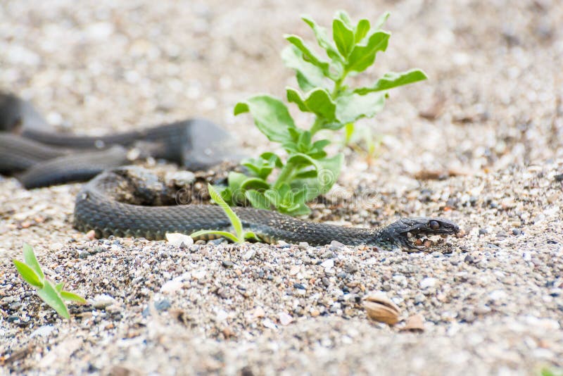 Dead snake hi-res stock photography and images - Page 2 - Alamy
