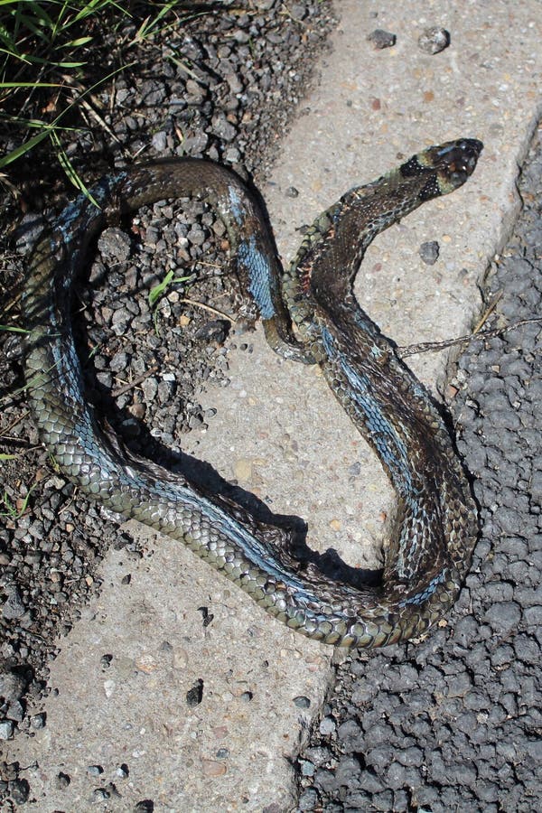 death dream with snake death dream with snake