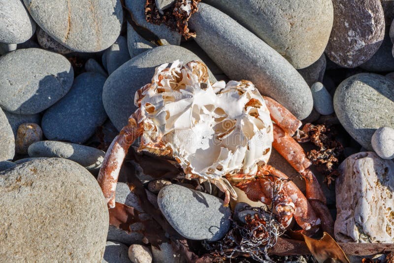 Dead spider crab on pebbles stock image