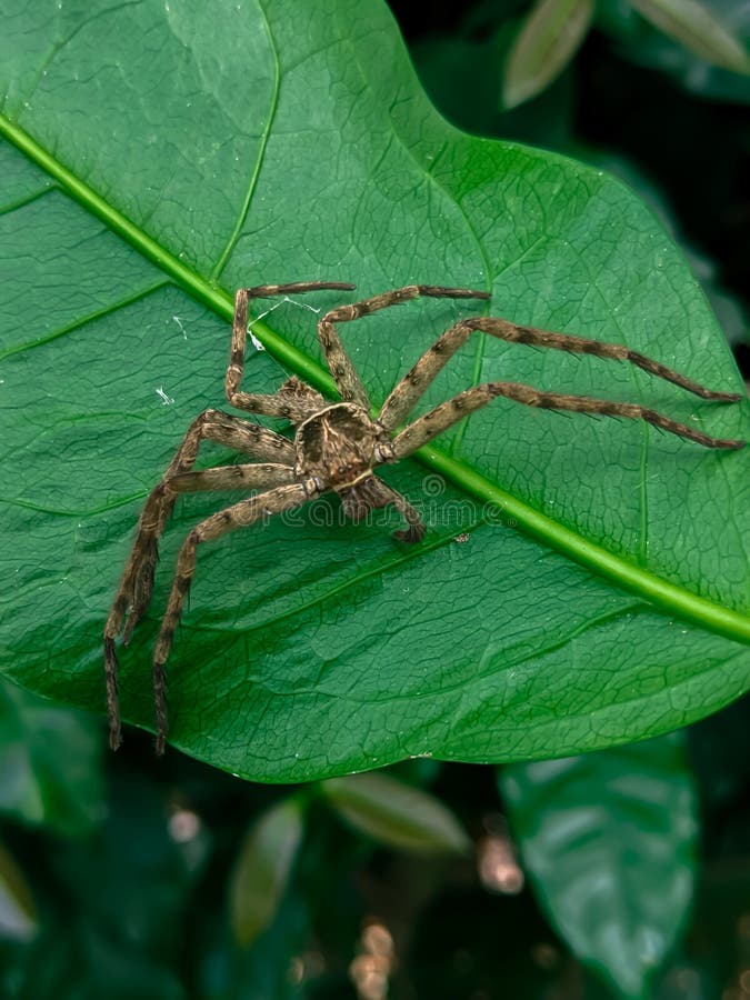 A dead spider stuck behind a leaf, an unknown spider. green foliage background that has fiber. royalty free stock image