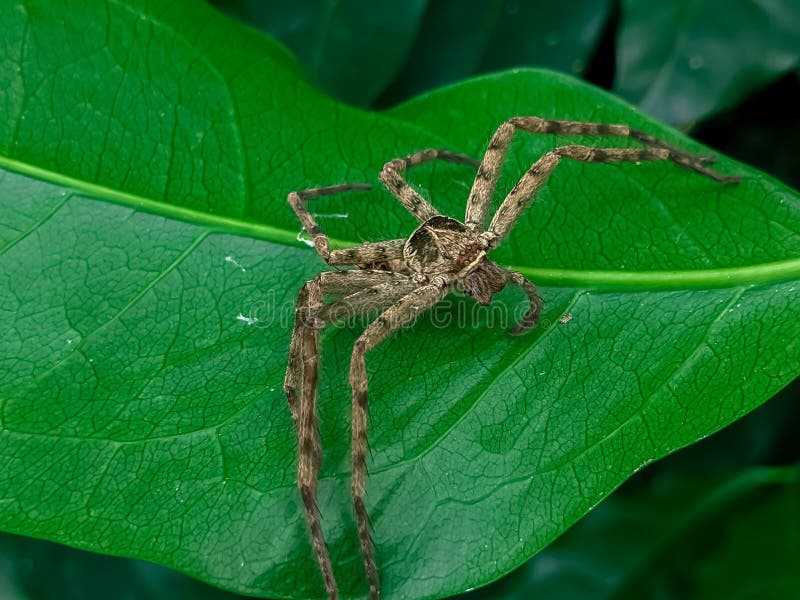 A dead spider stuck behind a leaf, an unknown spider. green foliage background that has fiber. stock images
