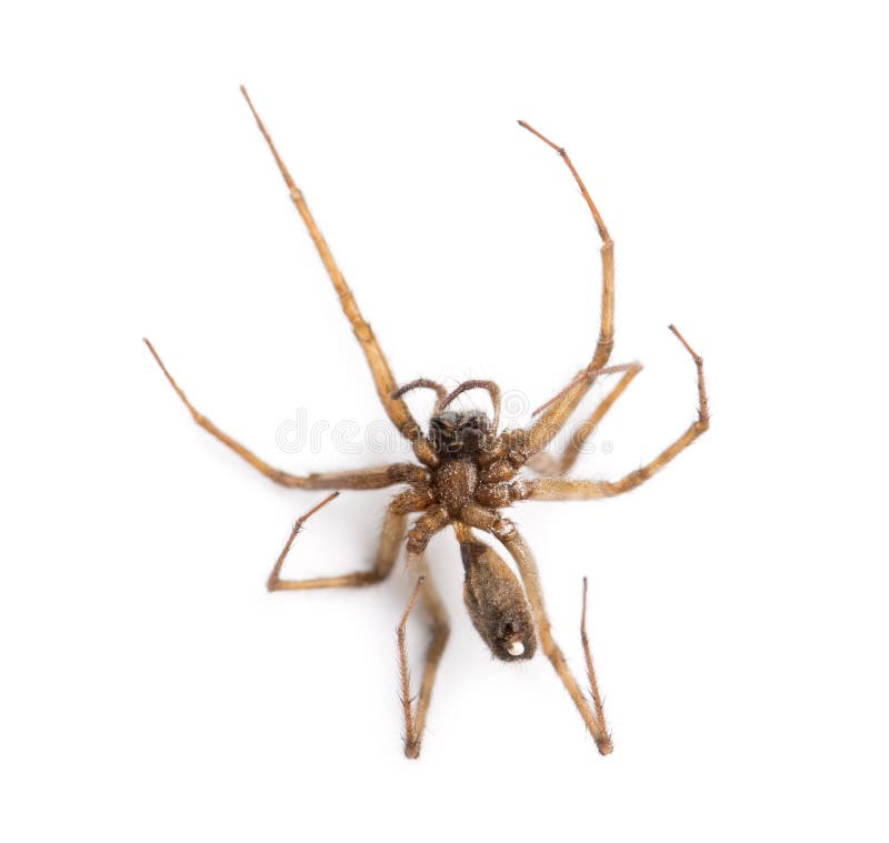 Dead Spider Viewed From Below, Araneidae, Isolated Stock Photo Image 37848990