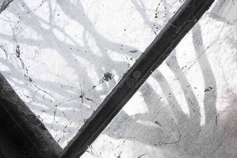 Dead spider in window royalty free stock image