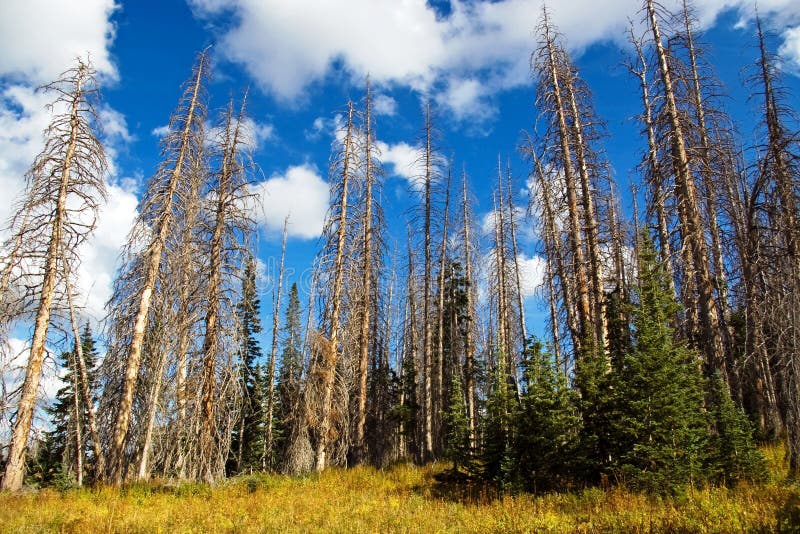 Dead Spruce stock photo. Image of spruces, spruce, woods 10863122