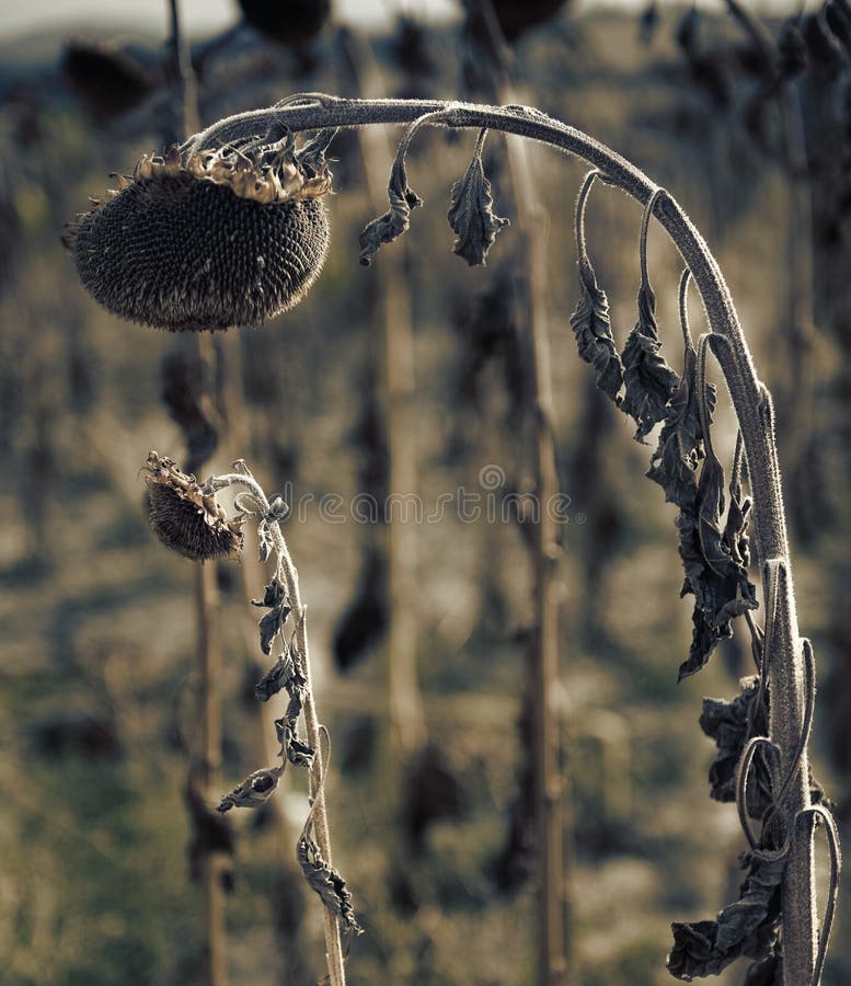 Dead Sunflower stock image. Image of agriculture, arid 13042099