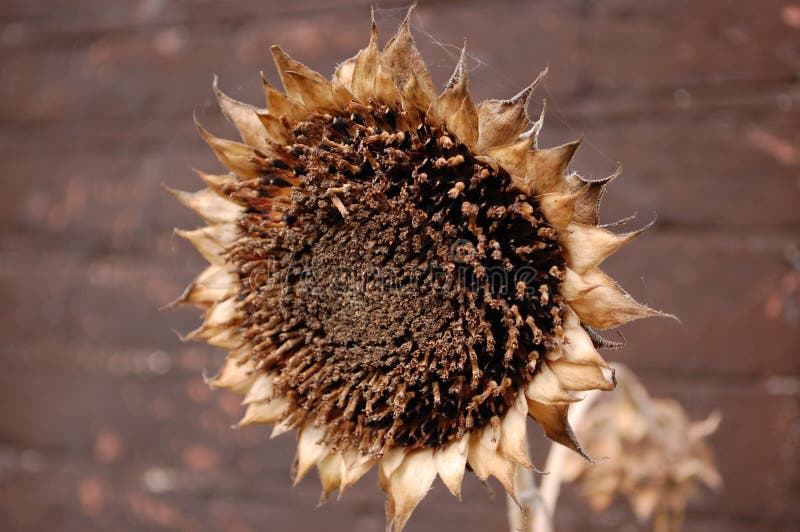 A dead sunflower stock image. Image of sunflower, sick 17120513