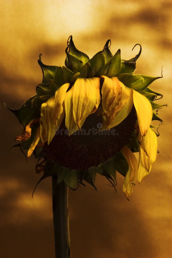 Dead sunflower stock image. Image of yellow, sunflower 4457891