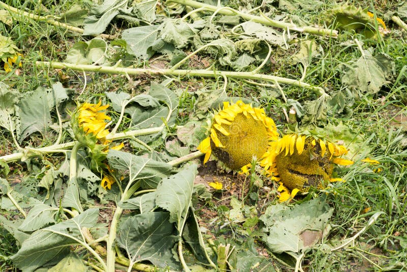 Dead sunflower stock image. Image of beauty, seeds, yellow 92080391