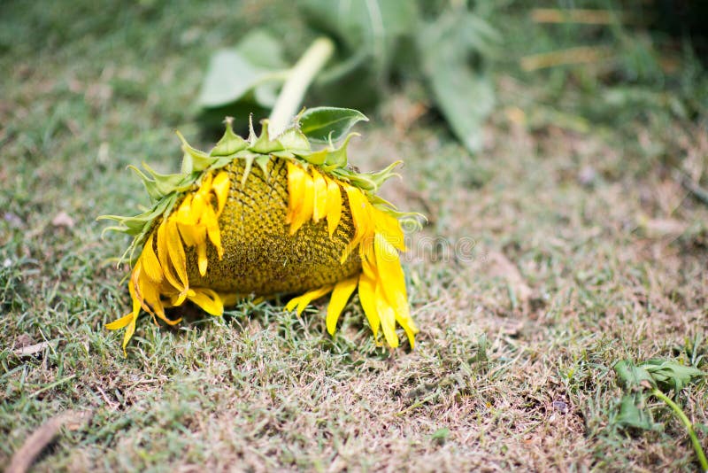 Dead sunflower stock photo. Image of early, bright, background 92080496