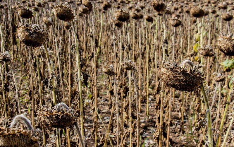 Dead Sunflower stock photo. Image of aridity, flora, caked 26132992