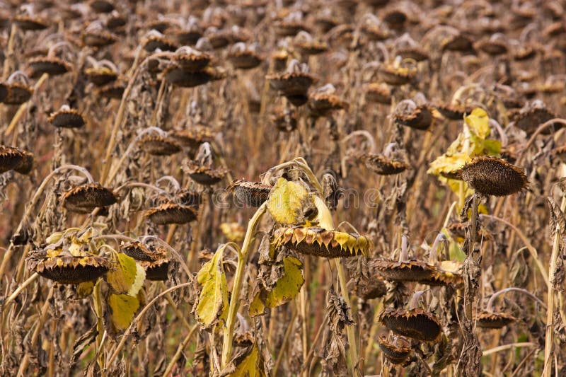 Dead Sunflowers stock photo. Image of farmland, field 16841498