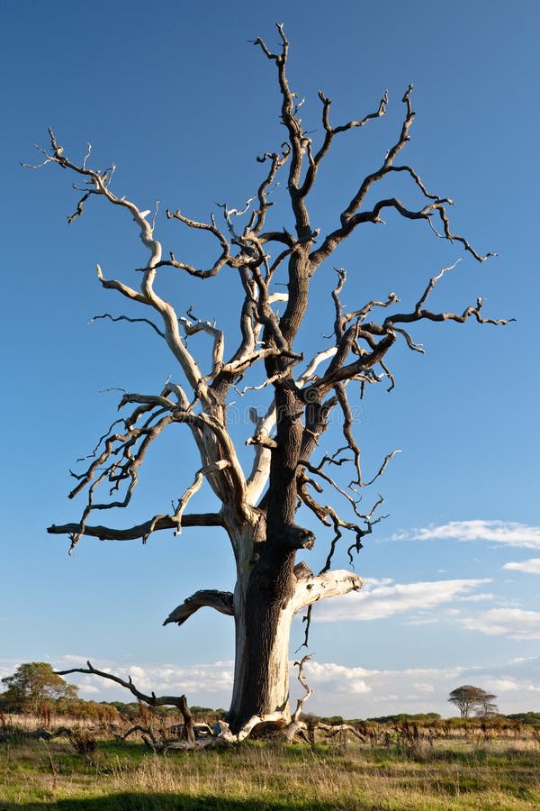 Dead tree