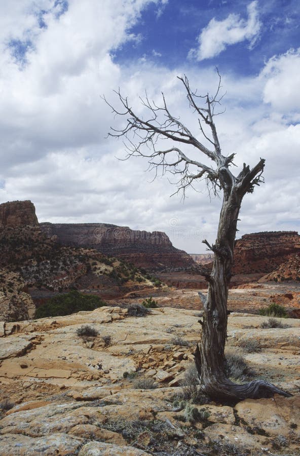 Dead tree in arid canyons of Utah