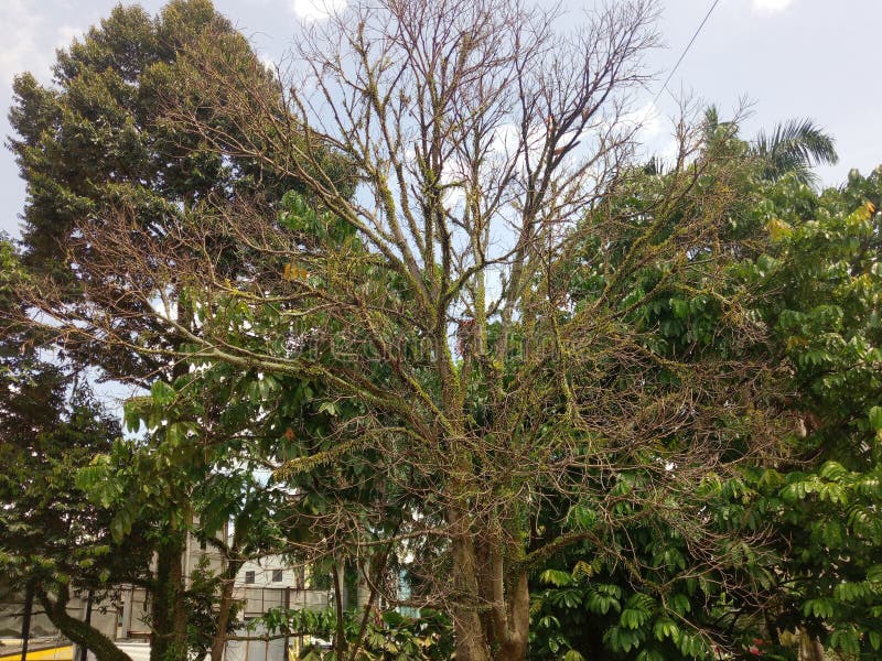 Dead tree around live tree royalty free stock images Dead tree around live tree royalty free stock images