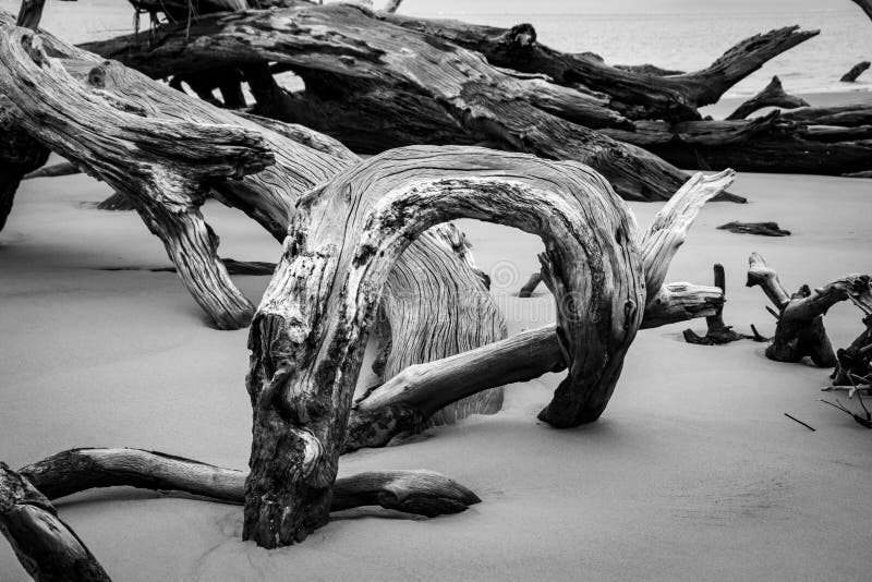 Dead Tree Boneyard Beach Florida 5 - Black and White Coastal Driftwood Nature Photo