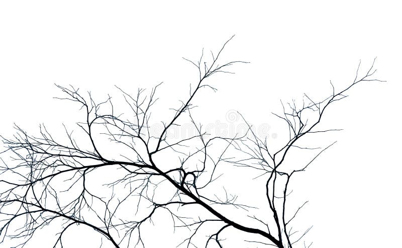 Dead Tree And Branch On White Background Black Branches Of Tree
