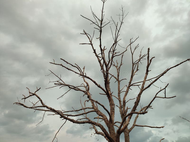 dead tree branches with dramatic dark clouds