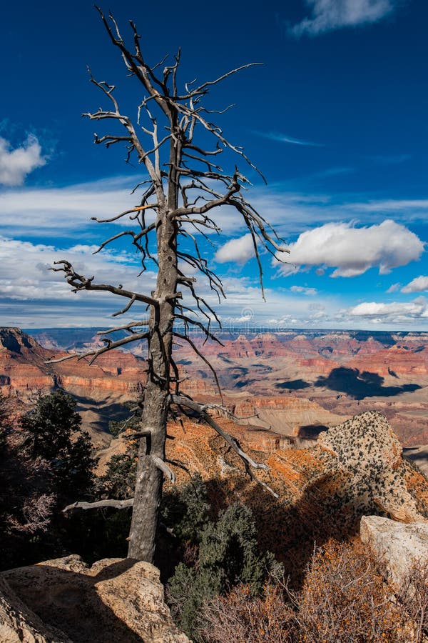 Dead tree on cliffs at Grand Canyon National Park, Arizona.