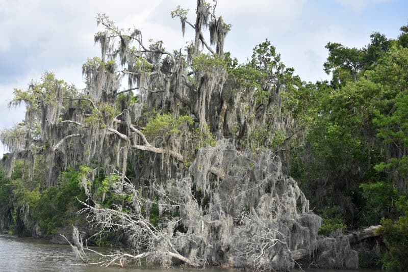 Dead Tree Coated in Spanish Moss in the Bayou Stock Photo Image of orleans, swamp 246861472