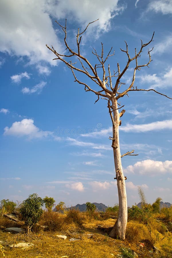 Dead tree in countryside. Scenic view of lone dead tree in countryside under blue sky and cloudscape royalty free stock photo Dead tree in countryside. Scenic view of lone dead tree in countryside under blue sky and cloudscape royalty free stock photo