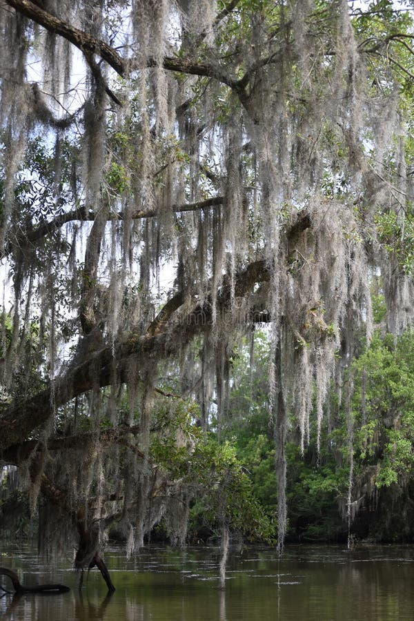 Dead Tree in Spanish Moss in Louisiana Stock Image Image
