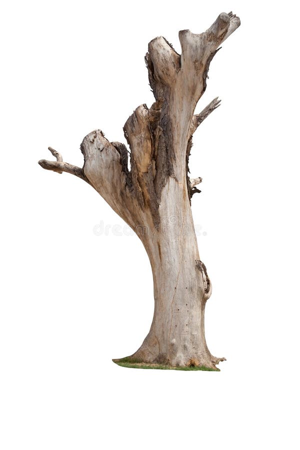 Dead tree isolated stock photography Dead tree isolated stock photography