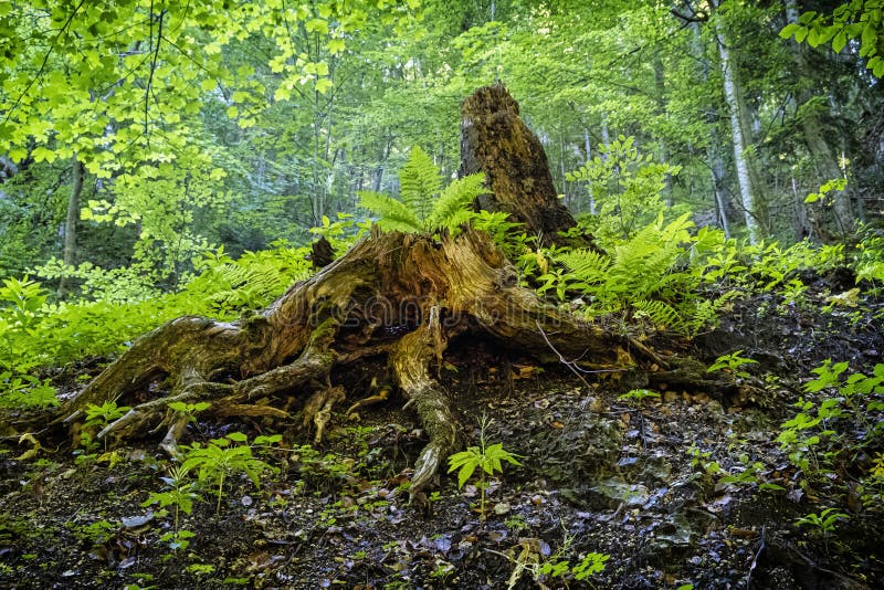 Mŕtvy strom, Jánošíkove diery, Malá Fatra, Slovensko