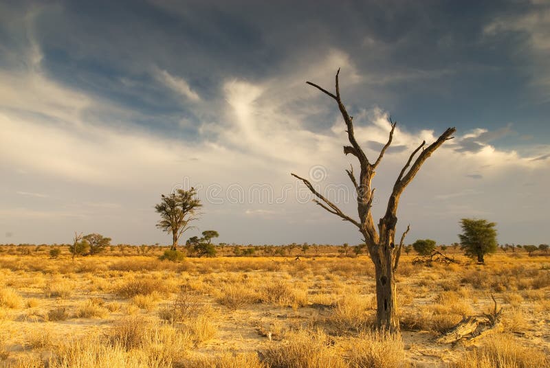 Sunset shot of a dead kameeldoring tree in the Kalahari Desert. Sunset shot of a dead kameeldoring tree in the Kalahari Desert