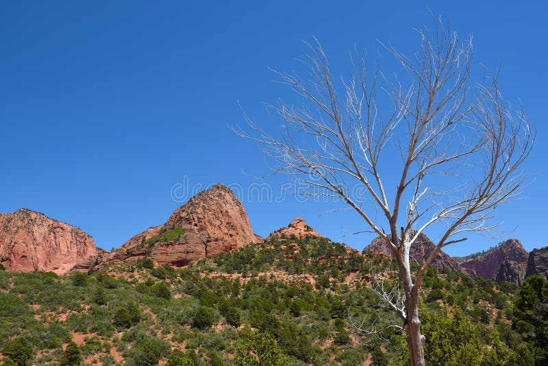 Dead Tree Kolob Canyons Zion