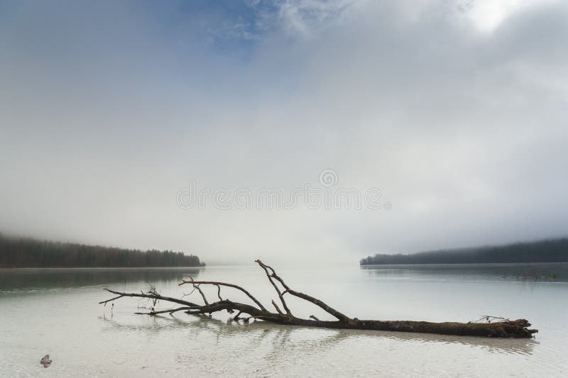 Dead tree on lake surface