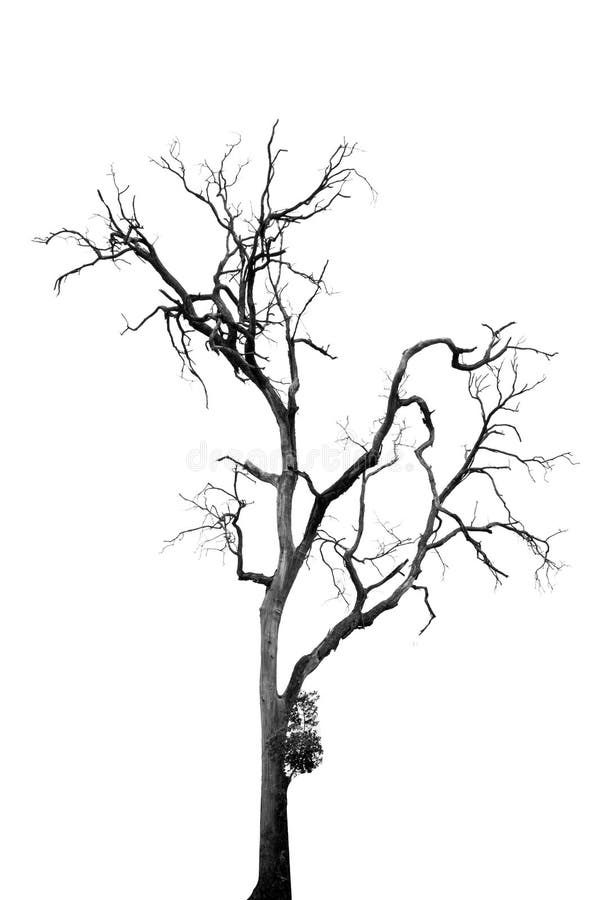 Dead Tree without Leaves stock image. Image of leaves - 152452717