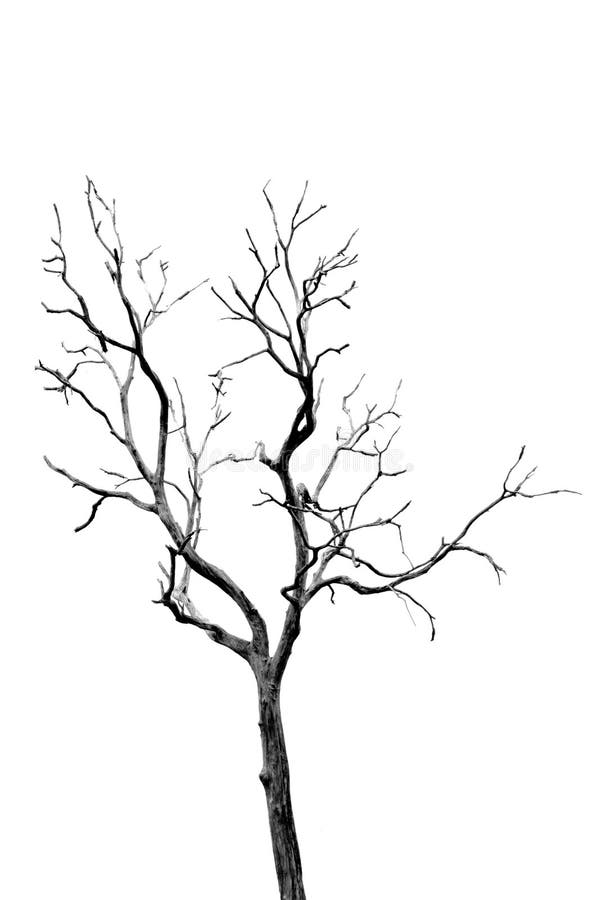 Dead Tree without Leaves stock illustration. Illustration of deciduous ...