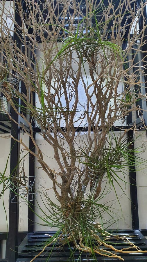 Dead Tree with Live Bush royalty free stock images Dead Tree with Live Bush royalty free stock images