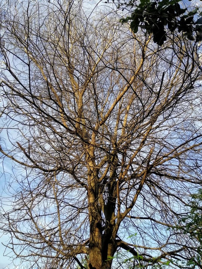 Dead Tree with Many Branches Stock Photo - Image of java, east: 269118726