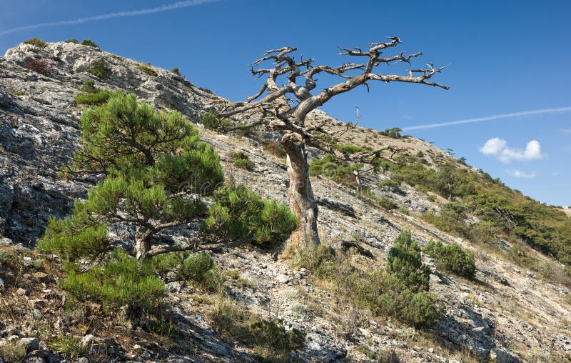 Dead tree in mountains