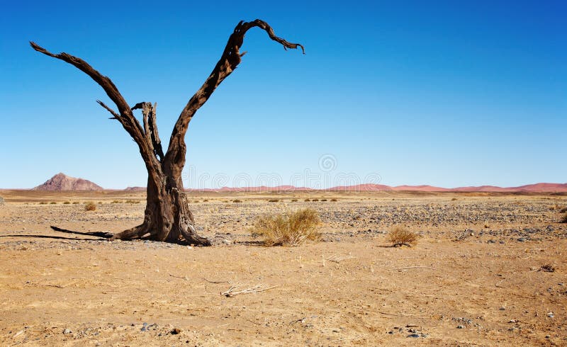 Dead tree in Namib Desert stock images Dead tree in Namib Desert stock images
