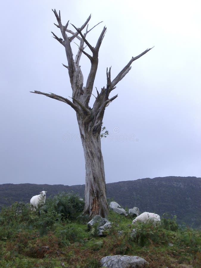 Dead Tree and Sheep