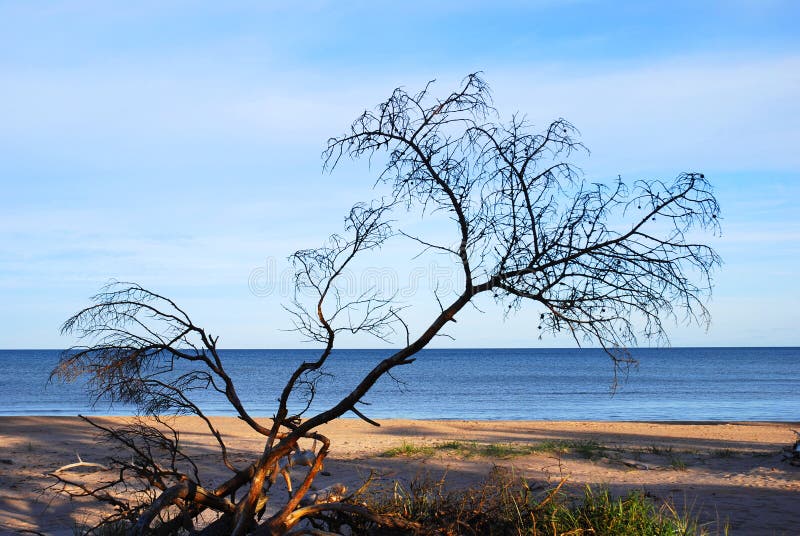 Dead Tree at the shore