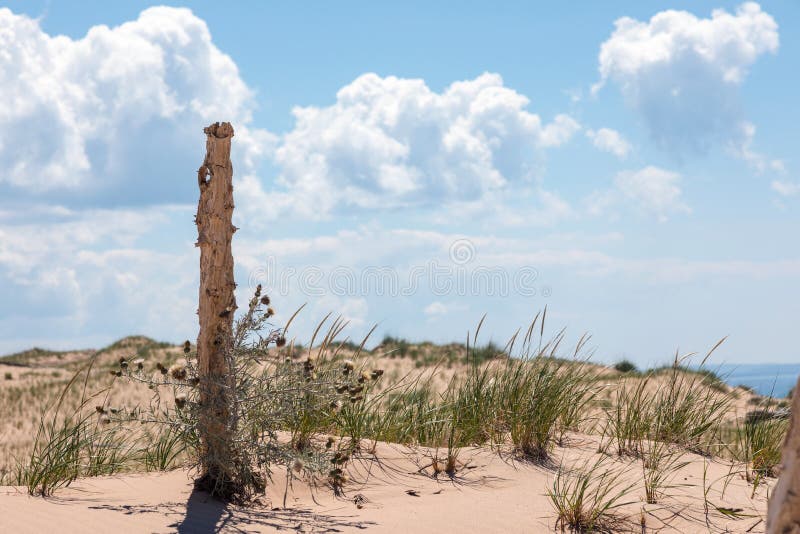 Dead Tree at Sleeping Bear Dunes