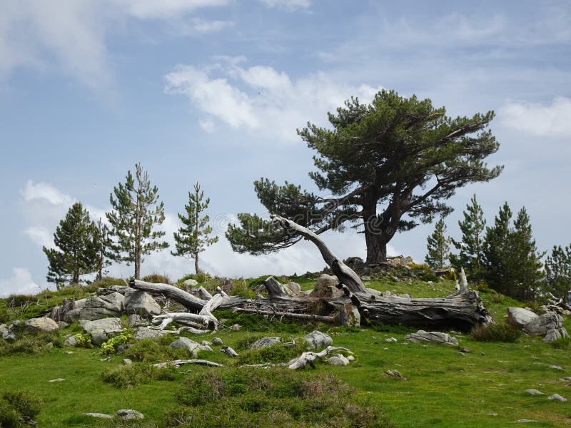 Dead tree trunk lying in patch of green grass in front of live trees royalty free stock photos