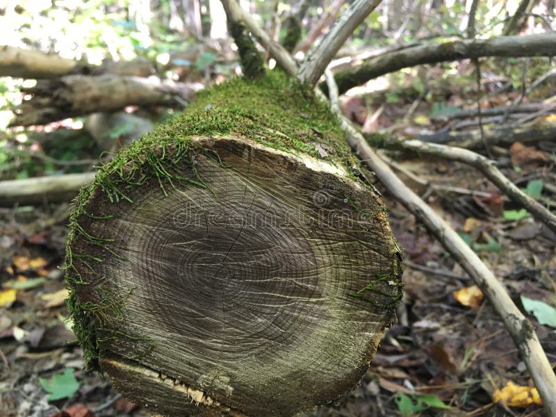 Dead tree trunk stock image. Image of wood, grove, environment 80871647