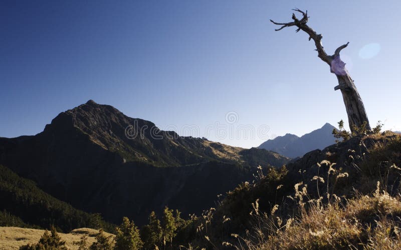 Dead Tree Watching High Mountain stock photos