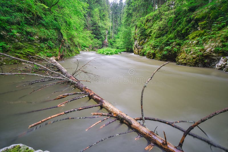 Dead tree in water stream in canyon breakthrough of River Hornad in Slovak Paradise during summer