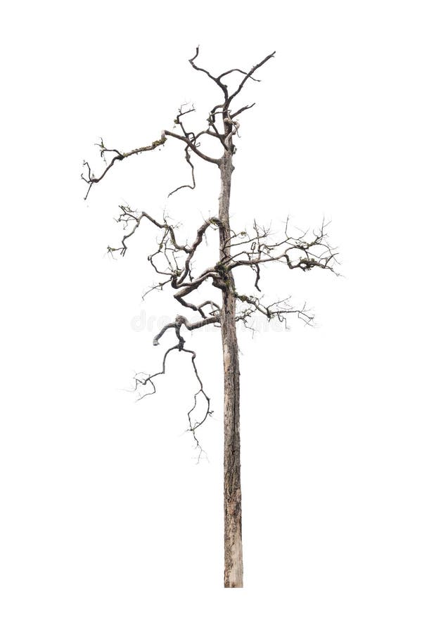 Dead tree